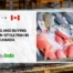 Finding and Buying Nigerian-style fish in Canada