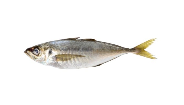 A horse mackerel, a fish with a yellow tail, on a white background.