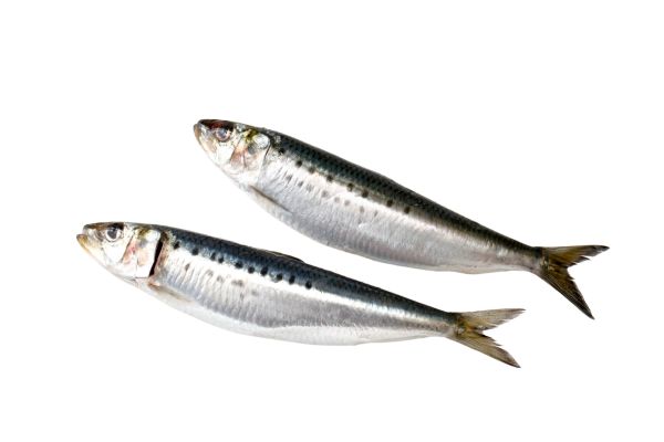 Sardines, placed on a white background. A Nigerian-style fish in Canada