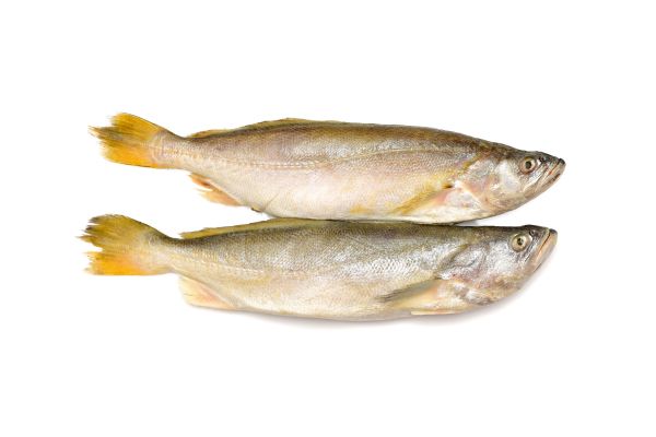 Two croaker fish swimming gracefully against a white background.