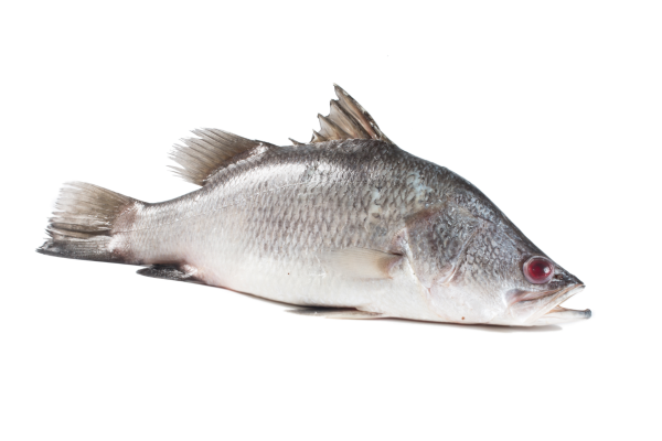 A snapper fish with a long tail swimming gracefully against a pristine white background.