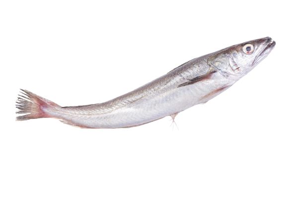 A hake fish swimming on a white background. a Nigerian-style fish available in Canada.