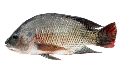 A tilapia fish swimming gracefully against a clean white background.