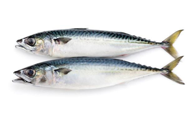 Two mackerel on a prestine white background