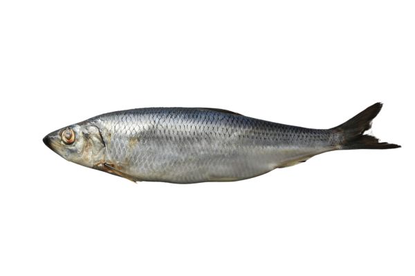 Herring fish on a white background